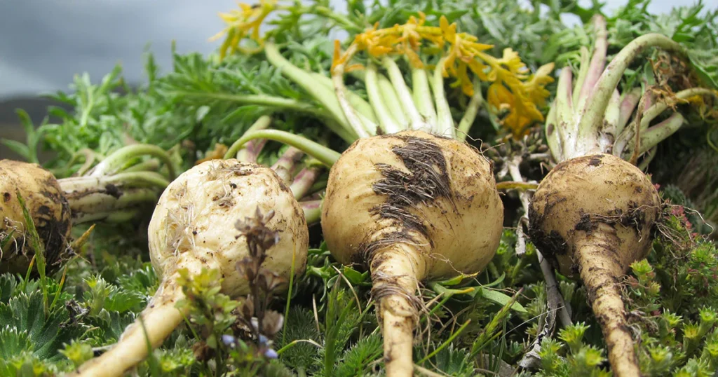 Bruno male enhancement - Bruno male enhancement review