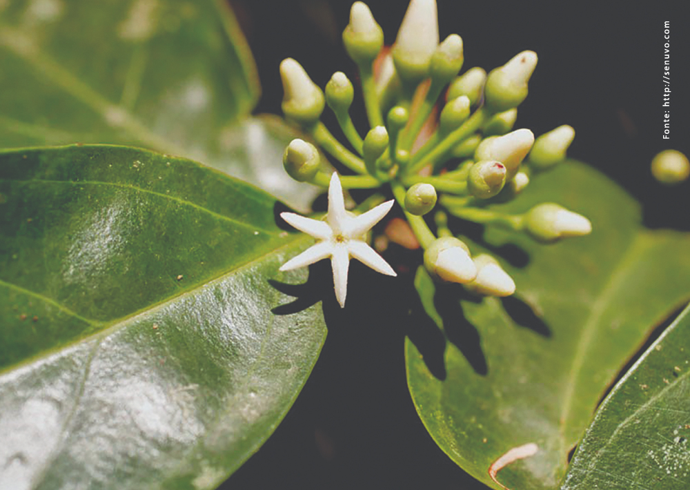 Bruno male enhancement - Bruno male enhancement review