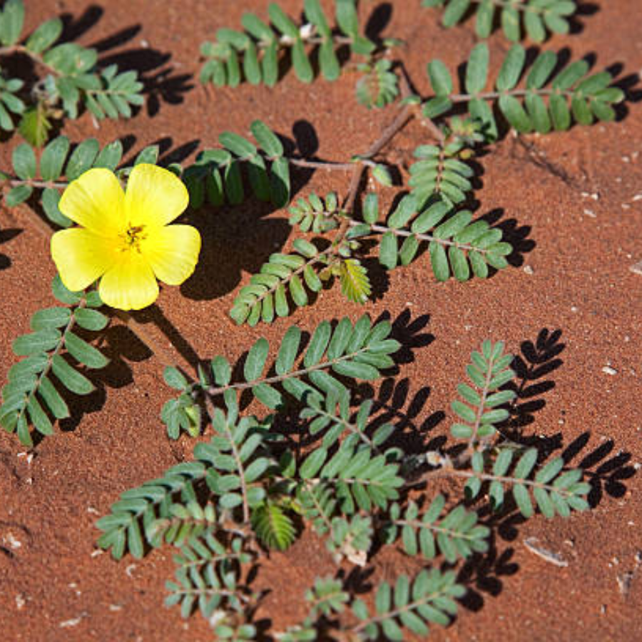 Bruno male enhancement - Bruno male enhancement review